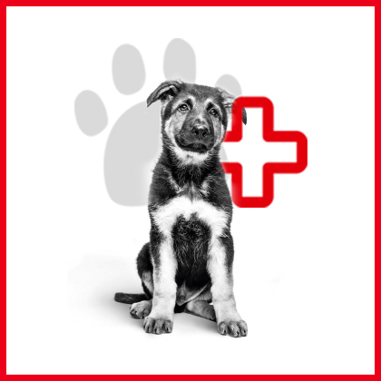 Royal Canin Tierarztbesuch mit dem Hund