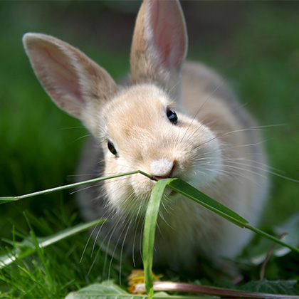 Kaninchen_Ernährung_Vorschau