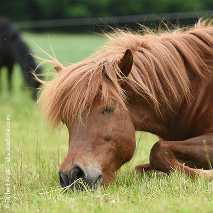 Pferd_Schlafend_Vorschaubild
