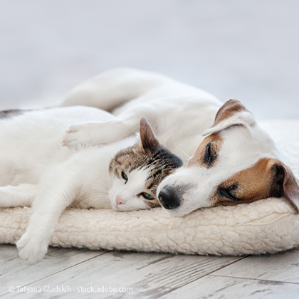 Vorschau_Hund_und_Katze entspannt am schlafen