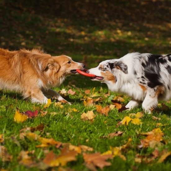 Zwingerhusten Hundespielzeug_Vorschaubild